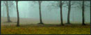 fog&trees