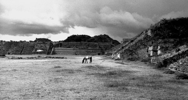 horse near north platform, Monte Alban, 1976